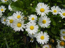 Bellis perennis (2014, April 27)
