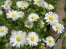 Bellis perennis (2014, April 27)