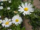 Bellis perennis (2014, April 27)