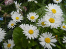 Bellis perennis (2014, April 27)