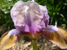 P1060006