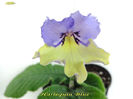 Harlequin Blue (29-04-2014)