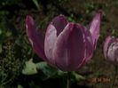 DSC02723