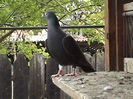DSC04009