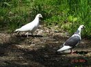 DSC02856