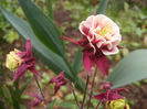 Aquilegia Winky Double Red & White