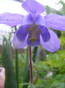 Aquilegia Spring Magic Blue