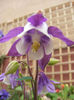 Aquilegia Spring Magic Blue and White