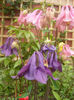 Aquilegia Double