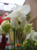 Aquilegia Double White & White