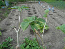 Brugmansia galbena in strat, a cam suferit de vint si frig