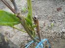 aprilie 2014 Passiflora Red Panama,suferind de frig???