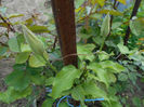 Boboc Clematita Prezident