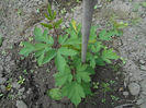 aprilie 2014 dicentra creste  frumos...