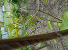 Bobocel de Clematita aprilie 2014