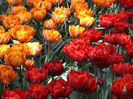 DSCF1664