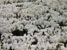DSCF1708