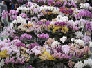DSCF1727