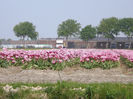 DSCF1796