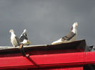 Picture 2793