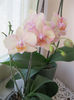 Venetian Peach Delight