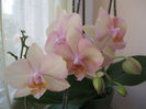Venetian Peach Delight