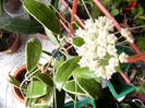 Hoya Verticilata Albomarginata