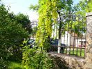 Laburnum