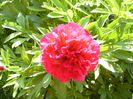 Paeonia rubra plena
