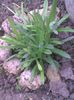 floare de colt 28 aprlie