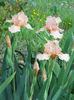DSCN1452_015