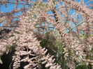 Tamarix tetranda (2014, April 26)