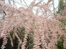 Tamarix tetranda (2014, April 27)