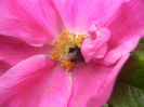 Rosa rugosa (2014, April 28)