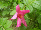 Rosa rugosa (2014, April 28)