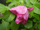 Rosa rugosa (2014, April 28)