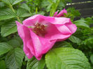 Rosa rugosa (2014, April 28)