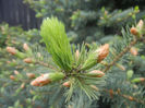 Picea abies (2014, April 28)