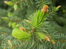 Picea abies (2014, April 28)