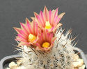 turbinicarpus subterraneus zaragozae