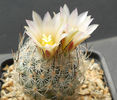 turbinicarpus subterraneus zaragozae
