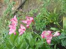 DSCN5903