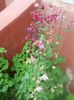 DSCN5933