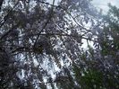 DSCN5924
