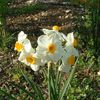 Narcise Geranium