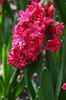 Hollyhock 2
