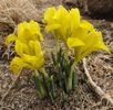 Iris danfordiae