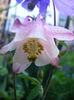 Aquilegia Flabellata Cameo