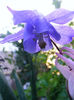 Aquilegia Spring Magic Blue