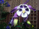Aquilegia Spring Magic Blue and White